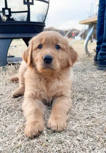 Golden 