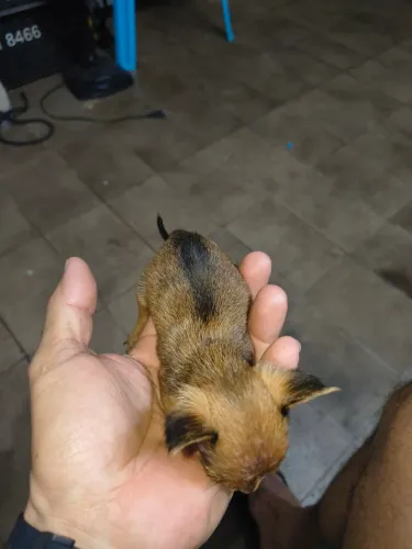 Pincher n°1