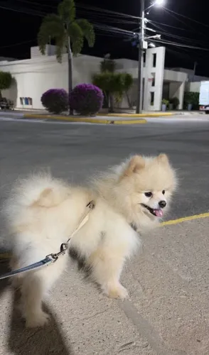 Lulu da Pomerania procura uma Namorada