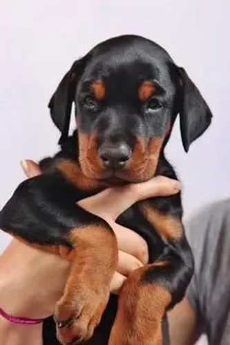 Doberman meninos e meninas