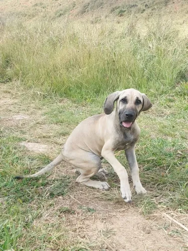 Doação de Cachorros Fila