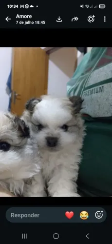 Cachorro Spitz alemão 