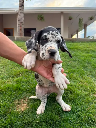 Linda filhote de Dogue alemão fêmea merle 