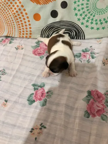 Vendo filhotes de Shitzu 100% puros