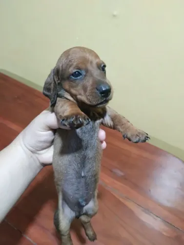 Filhotes de Dachshund disponíveis