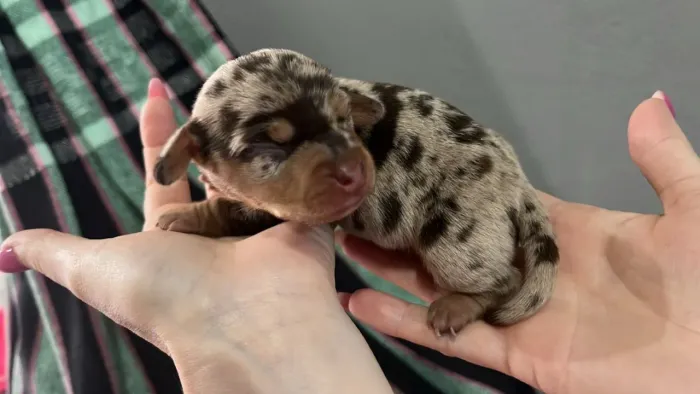 Linguicinha mini amor 