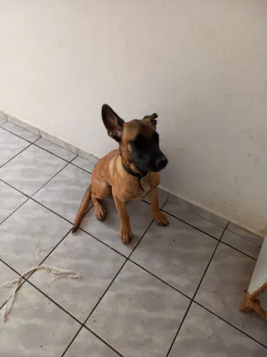 Cachorra de 5 meses filha de Presa Canário com Pastor Belga Malinois.