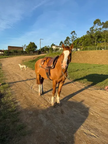 Cavalo Crioulo Castrado Registrado
