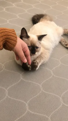 Adoção de gato