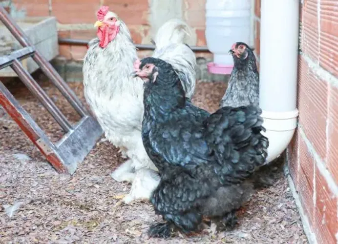 Galinhas caipira 