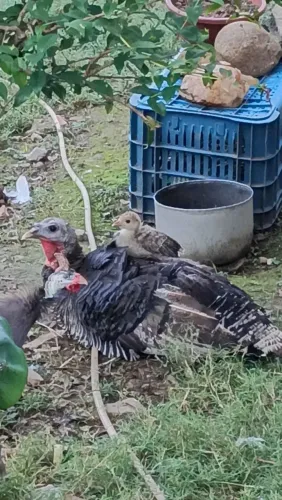 Aves Peru  