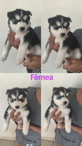 Husky siberiano disponíveis 