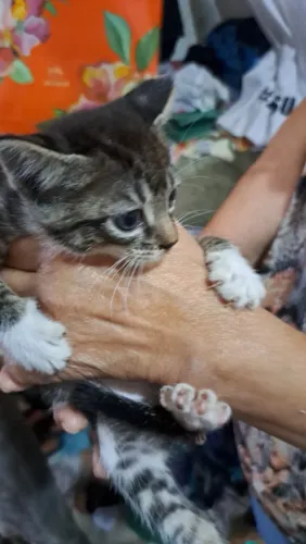 Doa-se gatinho meio siamês de 3 meses
