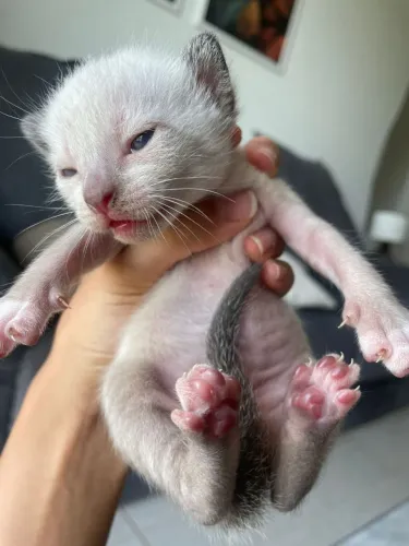 Doação gatinha