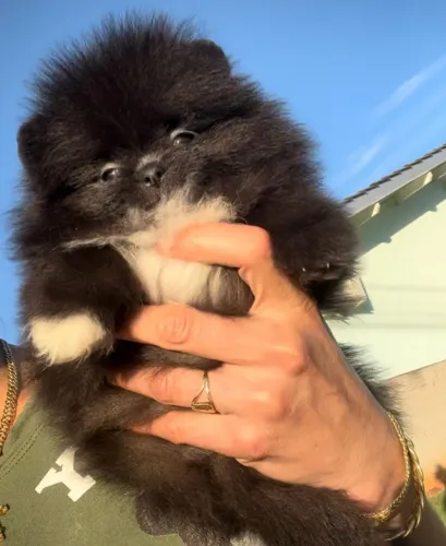 Lulu da Pomerania