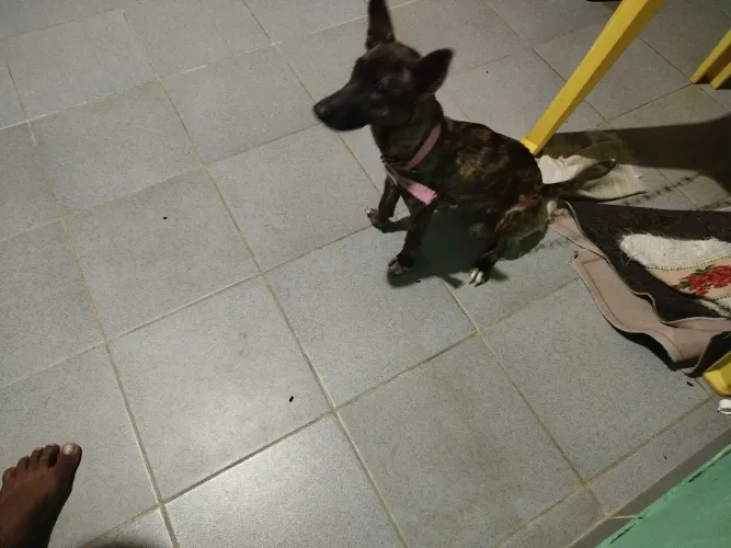 Doação de cachorro 
