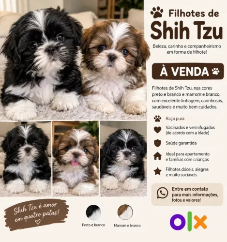 Filhotes de Shih Tzu Preto/Branco e Marrom/Branco - Nascidos 01/09/2026