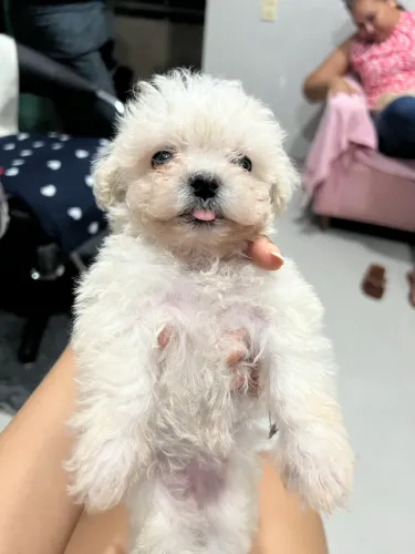 Poodle