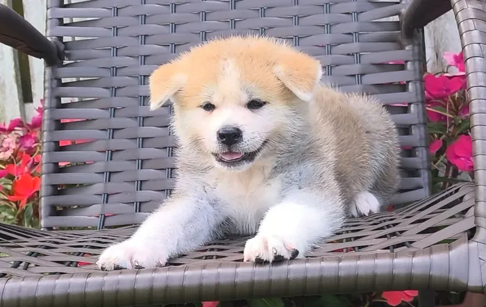 FILHOTES MACHO TIGRADO E VERMELHO AKITA INU