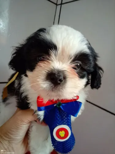 Filhote shih tzu, Leve para casa um pedacinho de felicidade!