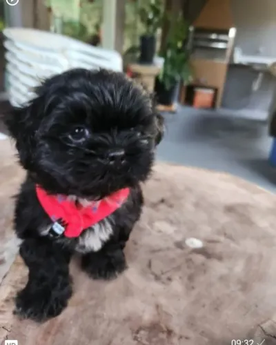 Shih Tzu