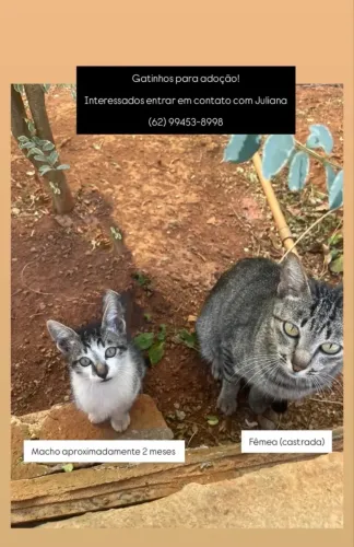 Adoção de gatinhos 