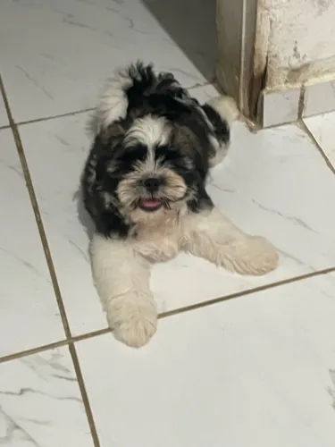 Vendo filhote shihtzu macho