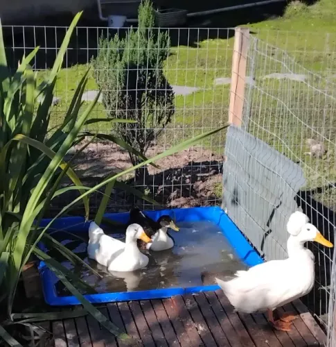 Vendo trio de marrecos 1 macho e duas fêmeas