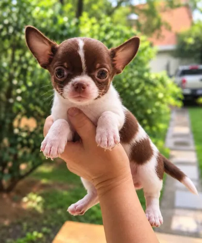 Chihuahua Macho Pêlo Curto