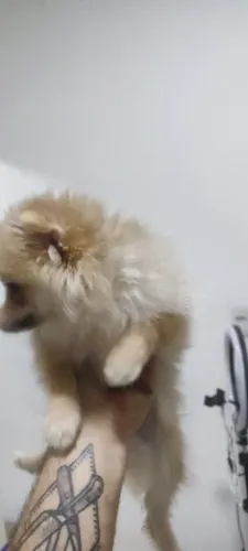 Sptz alemao Anao R$2.000 ( lulu da pomerania)