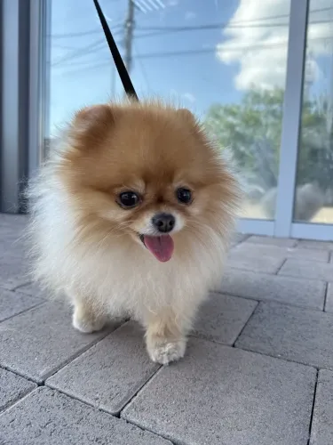 Spitz alemão Encontre o companheiro ideal para sua família