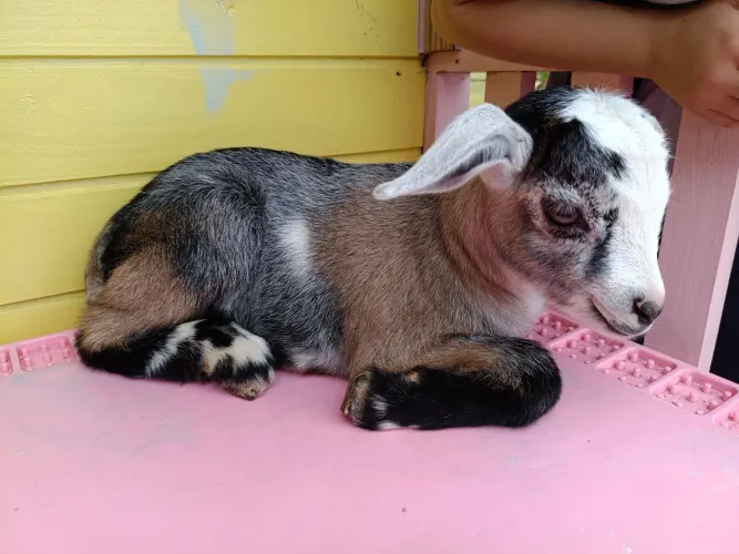 Cabritinho PET 4 Cores 