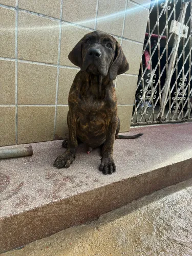 Filhote de fila brasileiro 