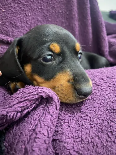Dachshund fêmea