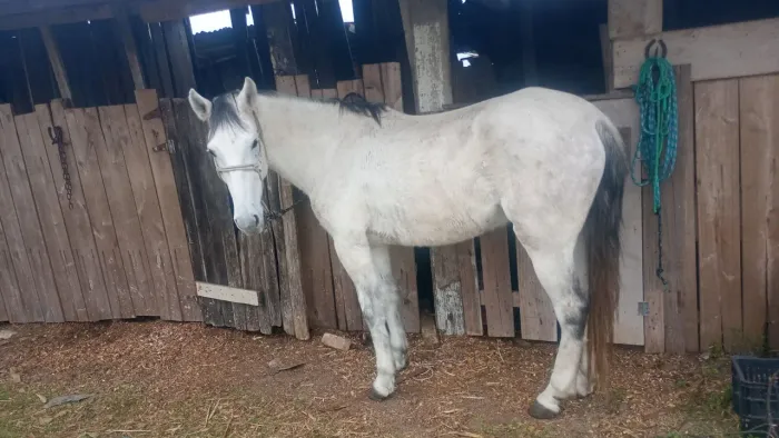 Cavalo Machador 