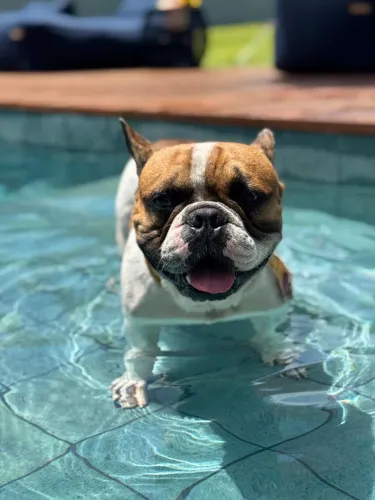 Buldogues francês para cruzar 