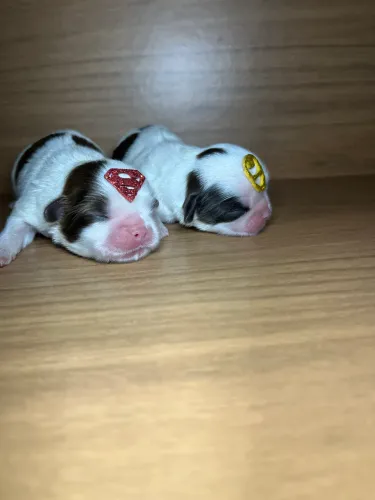 Shih tzu macho