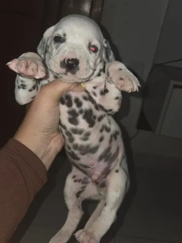 Cachorros dálmatas.