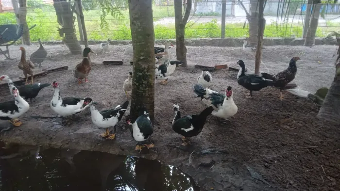 Vendo patos
