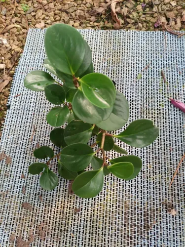 Muda de peperomia verde 