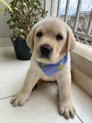 Filhotes De Labrador - Esses Filhotes Vão Derreter O Coração De Vocês