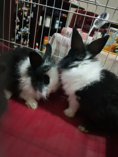 Lindos filhotes de mini coelhos!