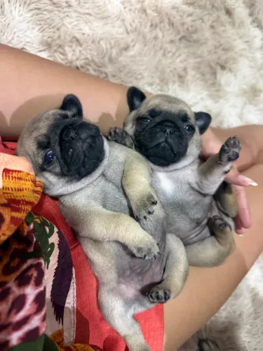 Filhotes fêmeas de pug