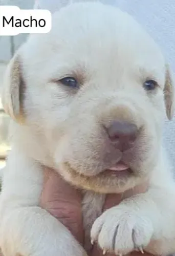 Labrador filhote