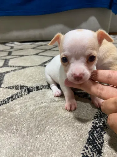 Chihuahua macho pelo curto