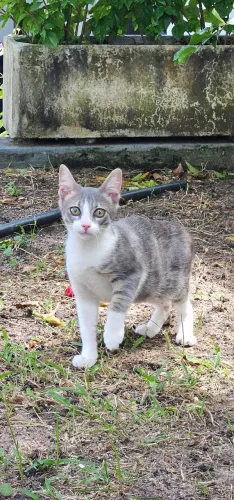Doação gatinho bebê