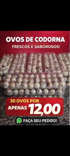 Conservas e ovos para consumo de codornas 