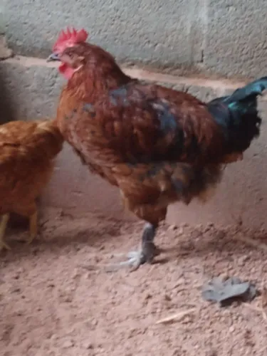 Galos e galarotes