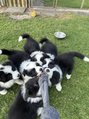 Border Collie Filhote Inteligente e Ativo