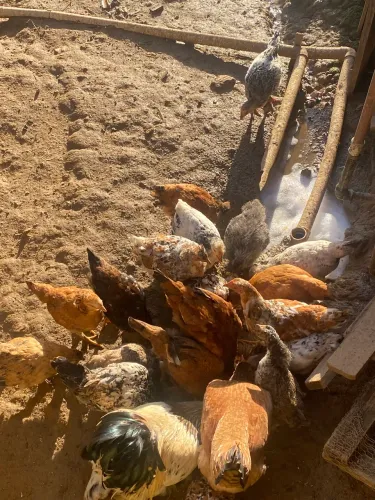 Frangas e frangos a venda